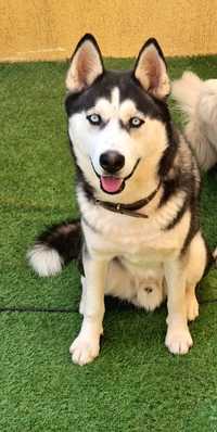 Husky siberian hot sale olx