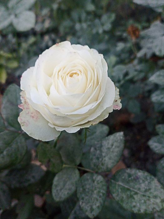 Atirgul атиргул роза