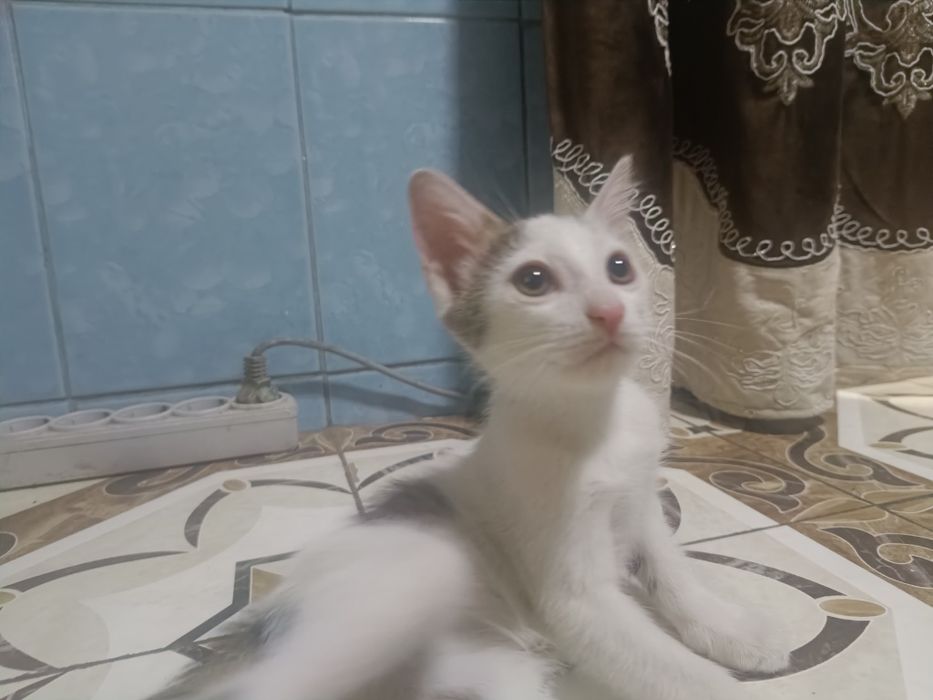 Мыргаулар, котята