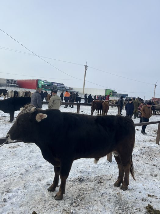 Бычок сатылады 2жасар