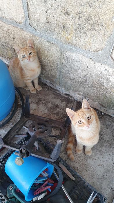 Малки котета – различни шарки