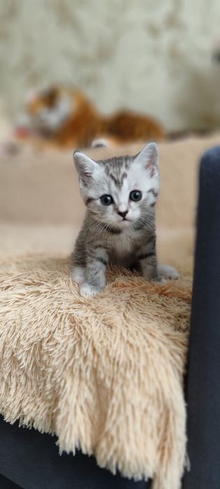 Продаются шотландские котята