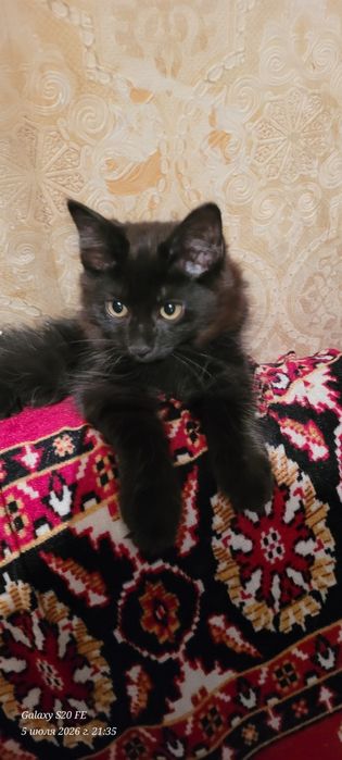 скоттиш хайланд фолд