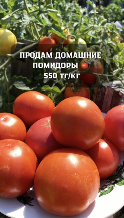 Продам помидоры домашние