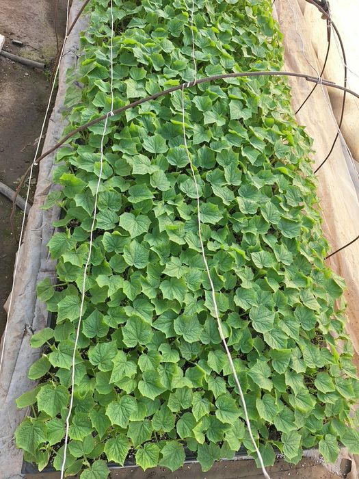 Краставици Сандра Голд