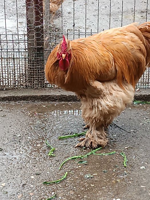 Cocos cochinchina galben uriaș