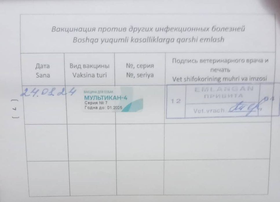 Продаётся Немецкий шпиц