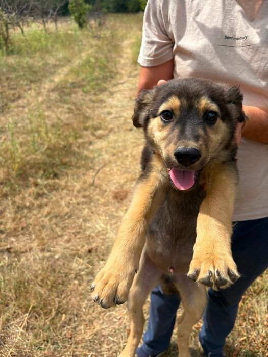 Ofer căței spre adopție