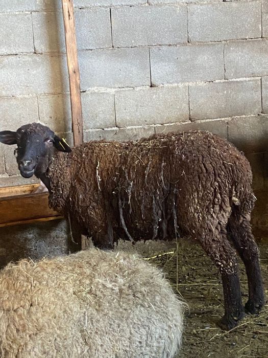 Продам барана с 2 ягнятами
