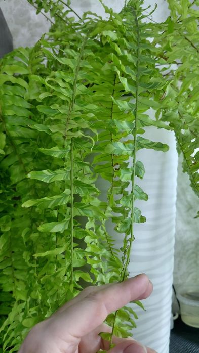 Папоротник Nephrolepis exaltata 'Tiger'