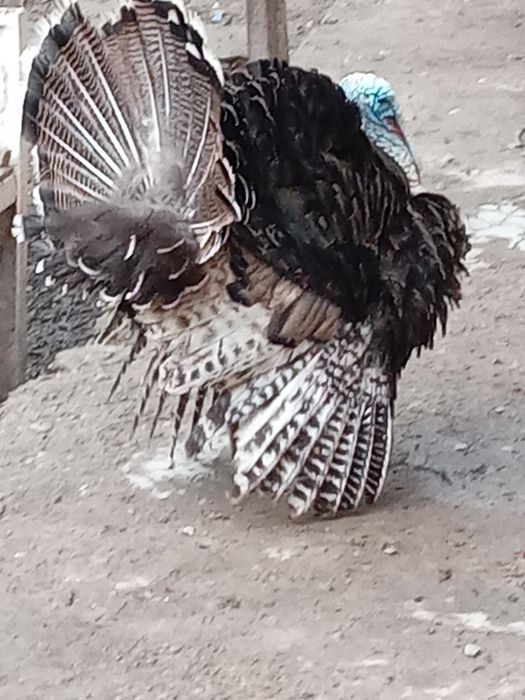 Kurka sotiladi karvon bozor