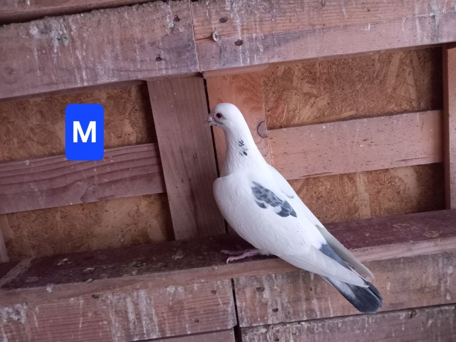 Porumbei voiajori sport