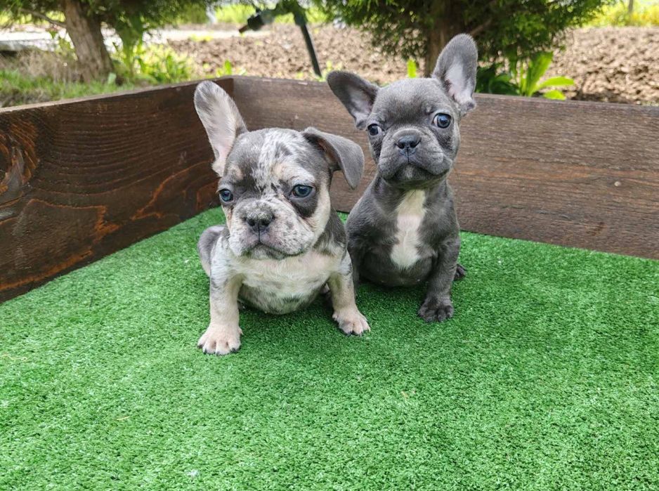 Френски булдог - мъжки