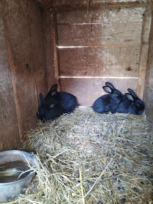 Iepurasi pentru Paște