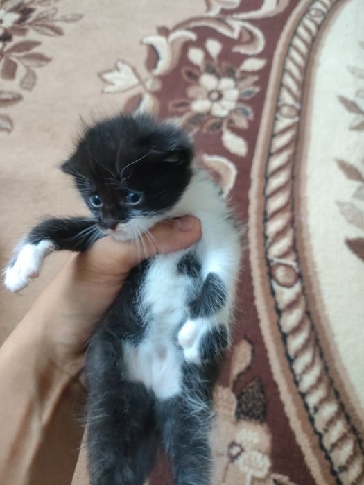 отдам котят в добрые руки