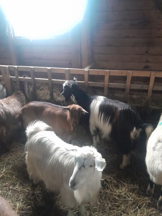 Vind capre szanen și autohtone