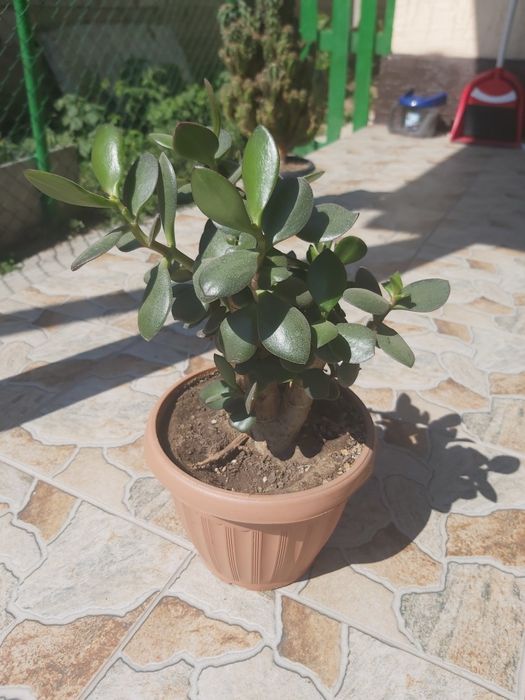 Распродажа комнатные цветы