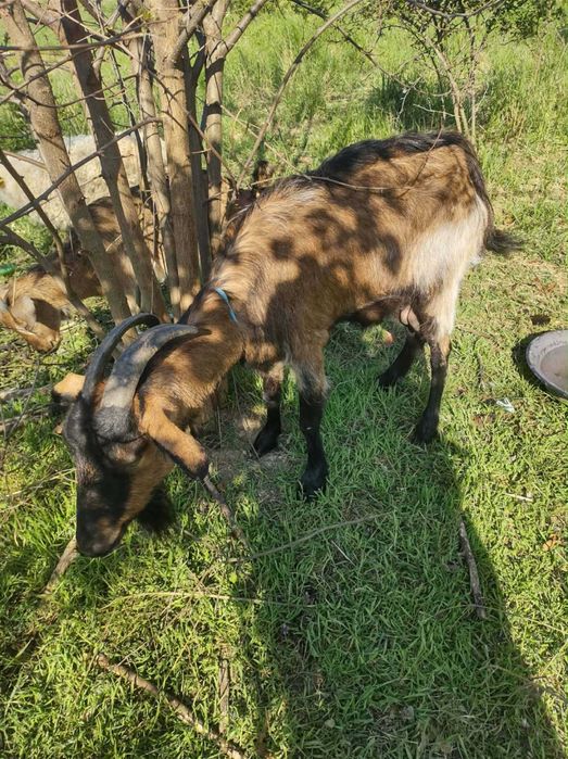 Capra alpina.franceza