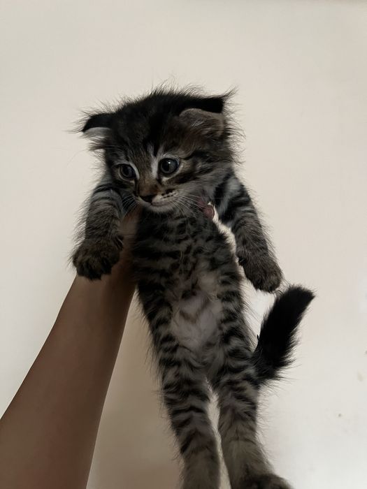 Котенок вислоушка девочка