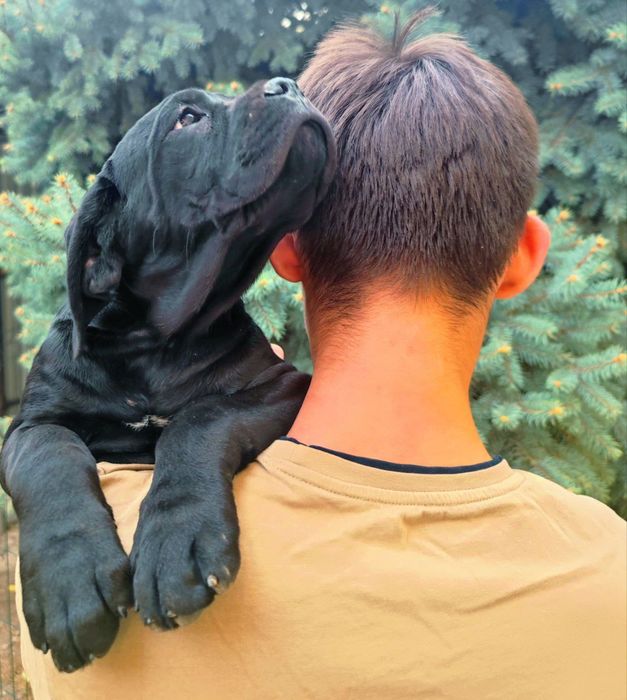 Вязка Кане Корсо