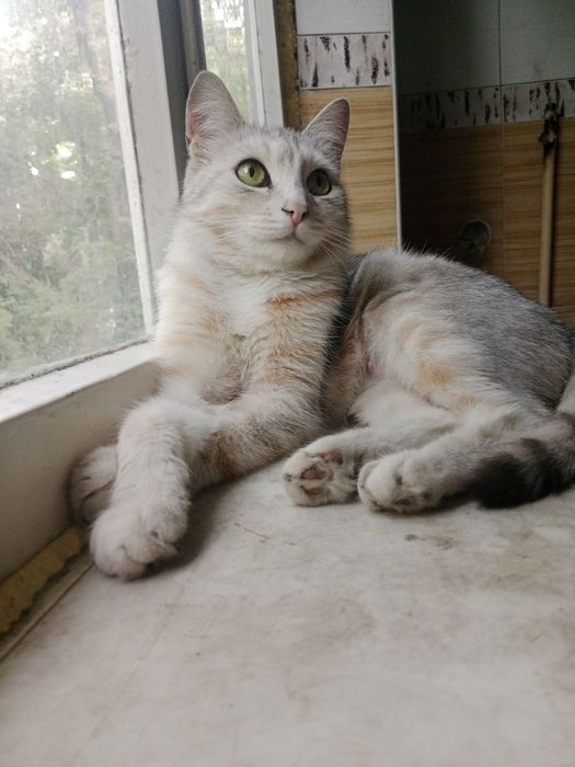 Кошечка в поисках дома