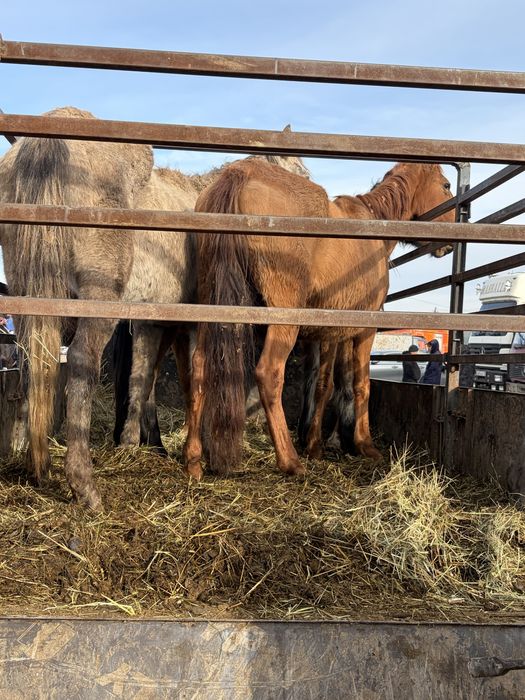 Буаз биелер срочно