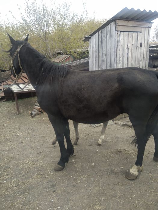 Продам кобылу с жеребенком