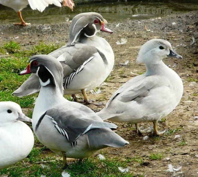 Rațe Caroline Argintii (rate exotice ,păsări de baltă Caroline silver)