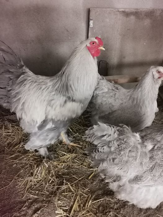 Vând ouă brahma porțelan și brahma izabel