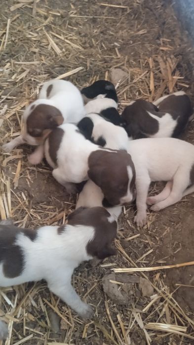 Dratxar va kurtsxar chatishgan srocna sotiladi