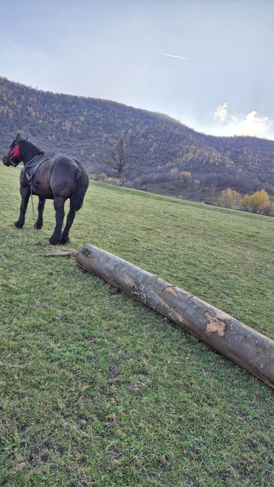 Iapa neagra de vanzare