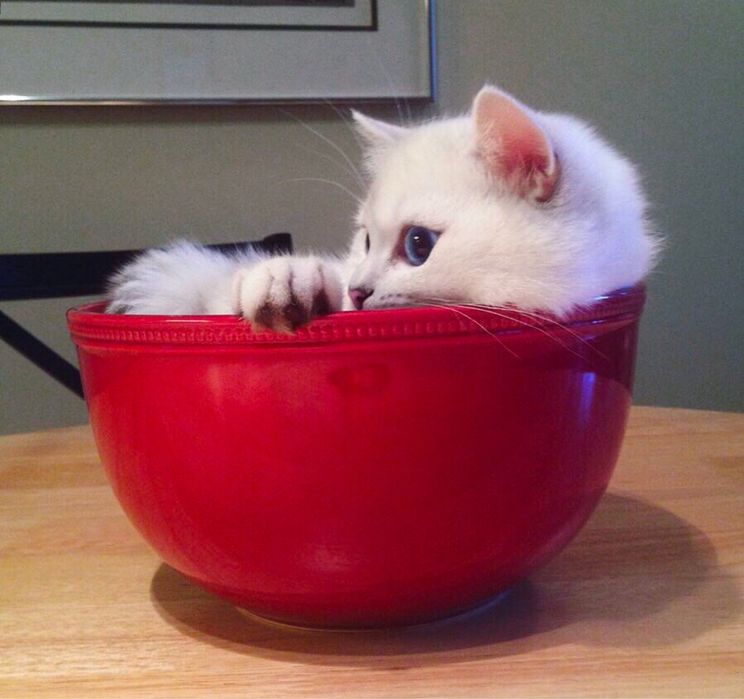 Британский Коби шиншила