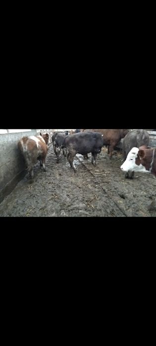 Vând 6 vițele 16,5 lei kilogramul în viu!