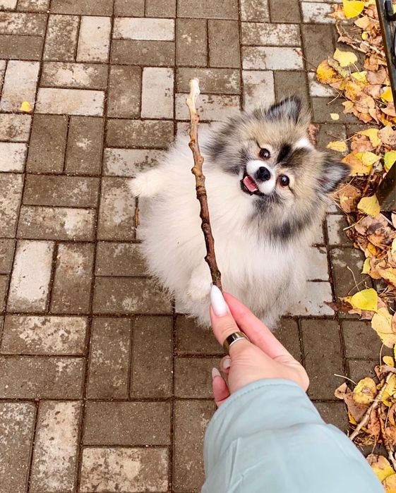 Собака модель для съемок