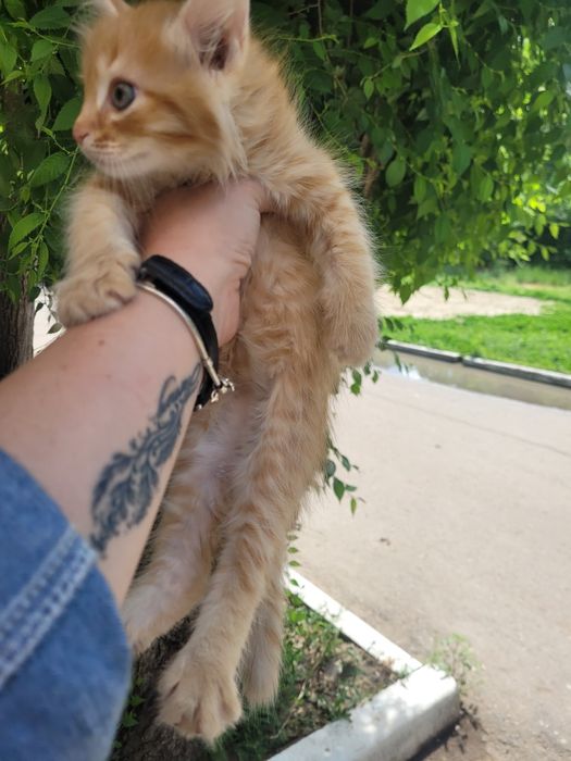 Рыжик к счастью ищет дом