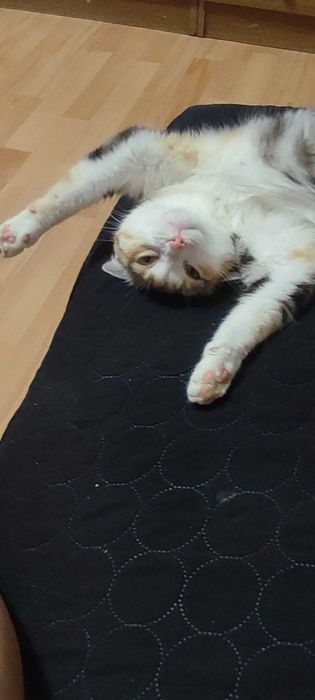 Подарявам котка на 8 години има паспорт всички ваксини