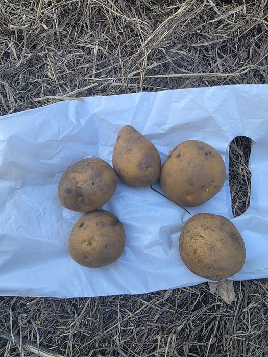 Домашняя картошка