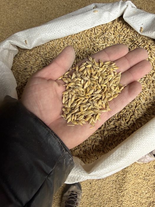 Продам ячмень в мешках