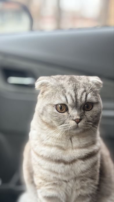 Sotilmaydi) На вязку вислаухи кот звоните нужна невестка