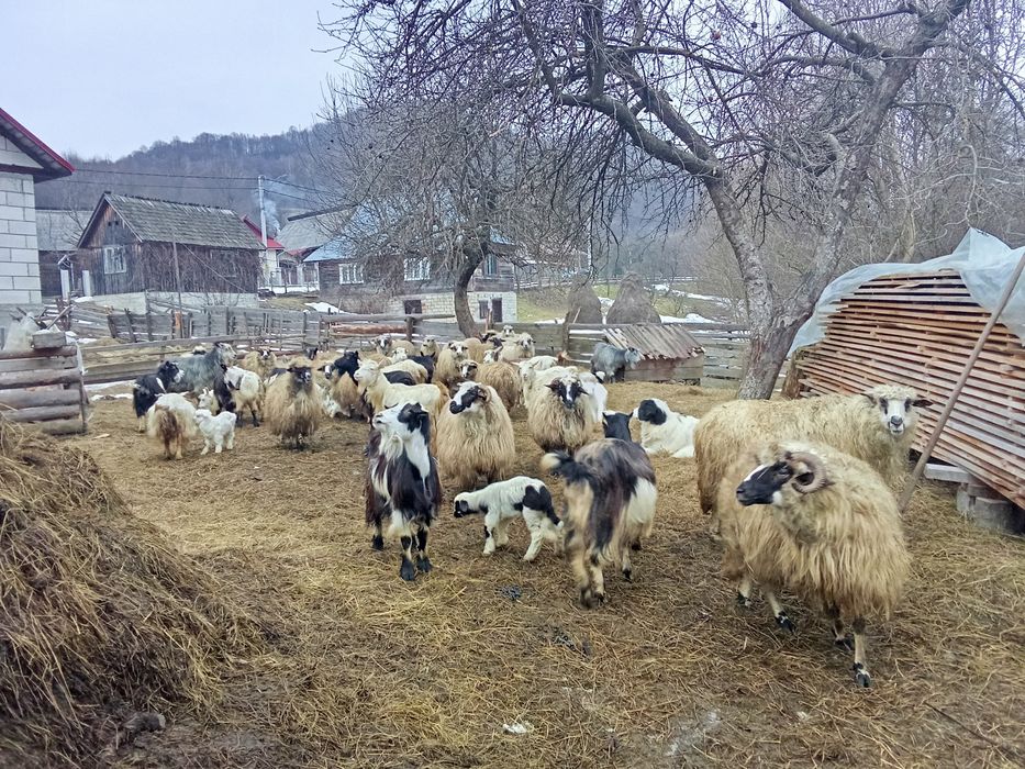 Vând oi și capre