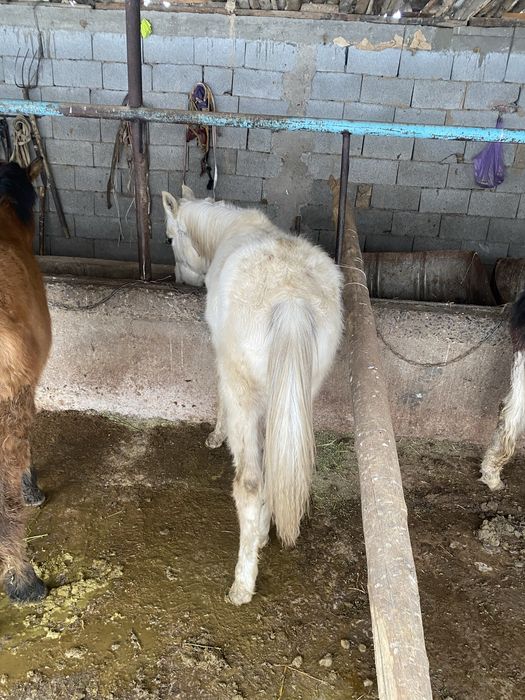 Еркек жабагы сатылады