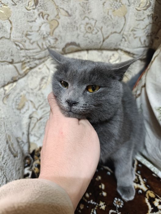 Продается породистая кошка