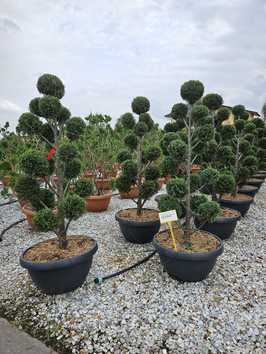 Pom pon calitate superioară