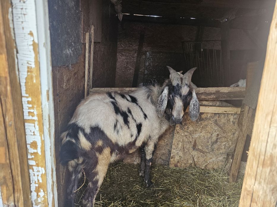 Capra si tap anglo-nubian cu pedigre
