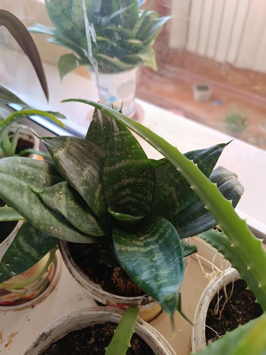 Продам комнатные растения