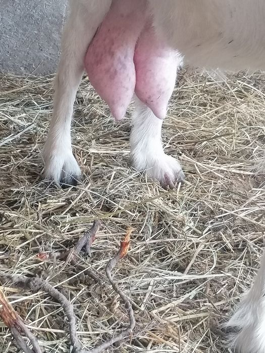 Țap și capra pe lapte   de vanzare