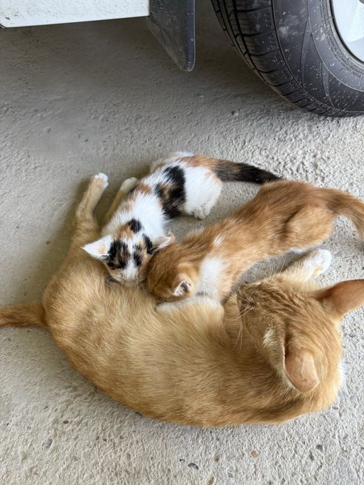 Котята 2,5 месяца бесплатно