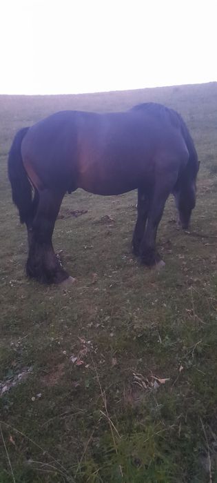 De vânzare doi mânzi