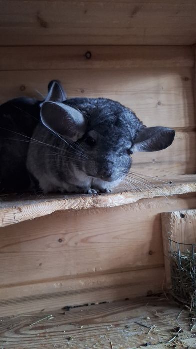 Продам шиншиллу (3 года)