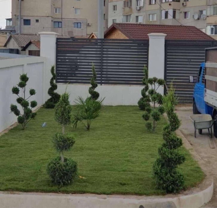 Gazon rulou ,  plante ornamentale